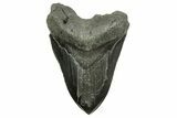 Bargain, Fossil Megalodon Tooth - Serrated Edge #374694-1